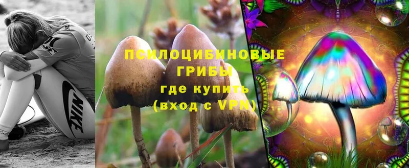 Галлюциногенные грибы Cubensis Верея